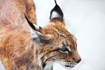 Image showing Lynx