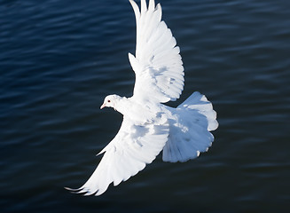 Image showing White pigeon