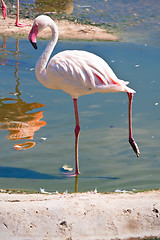 Image showing Flamingo