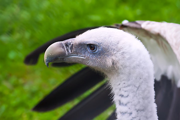 Image showing White-backed Vulture
