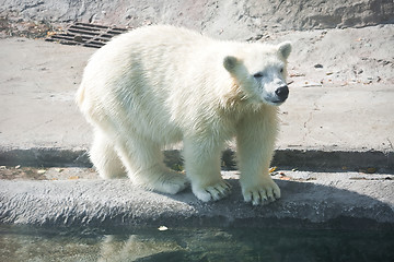 Image showing Polar bear