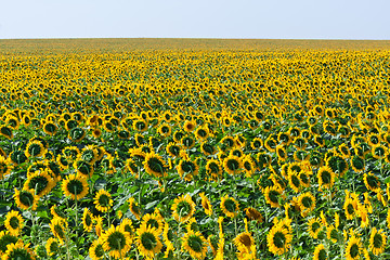 Image showing Sunflowers