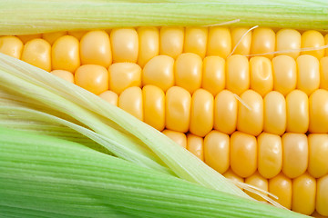 Image showing Corn