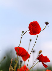 Image showing Red poppies