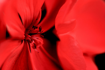 Image showing Macro of red flowers