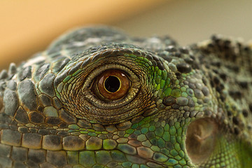 Image showing Iguana eye