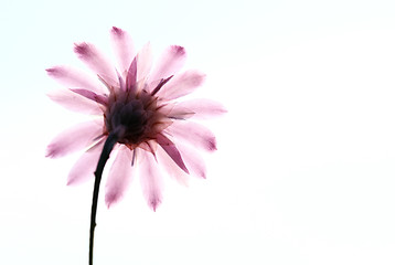 Image showing Anemone nemorosa