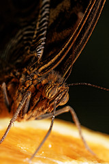 Image showing Macro photograph of a butterfly 