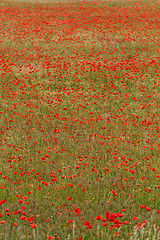 Image showing Red poppies