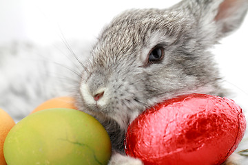 Image showing Gray rabbit