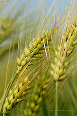 Image showing Green and yellow wheat