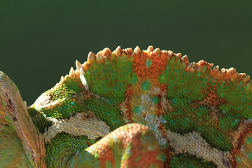 Image showing Chameleon back