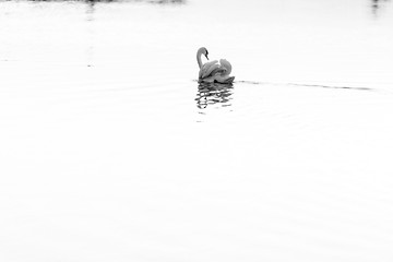 Image showing Lonely swan