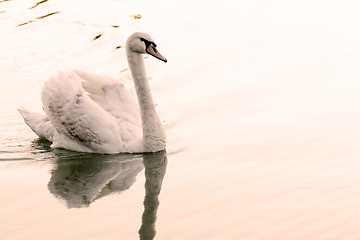 Image showing Lonely swan