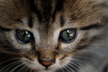 Image showing Tabby kitten