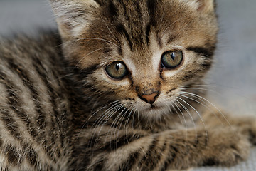 Image showing Tabby kitten