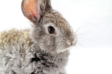 Image showing Gray rabbit