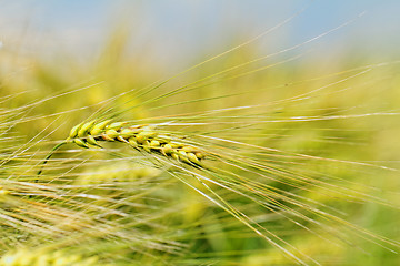 Image showing Green and yellow wheat