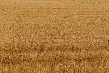 Image showing Fields of wheat