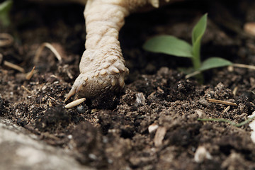 Image showing African Spurred Tortoise (Sulcata)