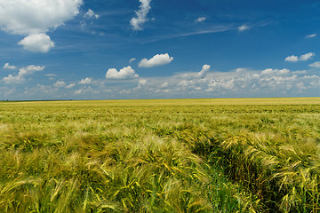 Image showing Green and yellow wheat