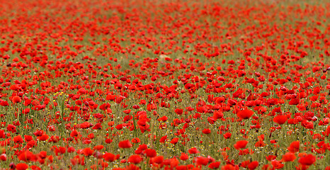 Image showing Red poppies