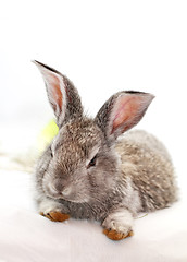 Image showing Gray rabbit