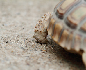 Image showing African Spurred Tortoise (Sulcata)