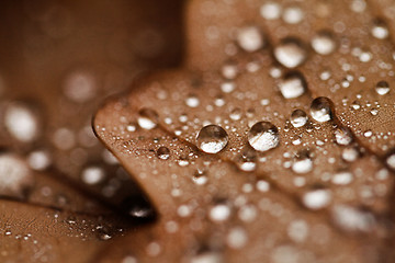 Image showing Fallen leaves covered with raindrops