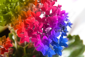 Image showing Beautiful flower of kalanchoe