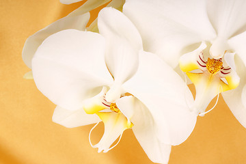 Image showing Phalaenopsis Aphrodite (Moon Orchid)