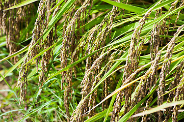 Image showing Rice field