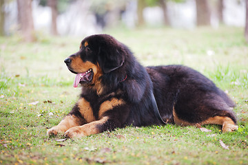 Image showing Tibetan Mastiff Dog