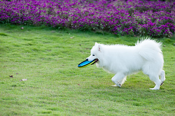 Image showing Samoyed dog running