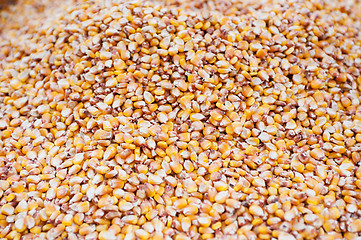 Image showing Corn