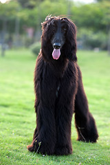 Image showing Black afghan hound dog