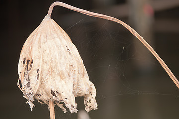 Image showing Withering lotus leaf