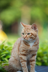 Image showing Cat