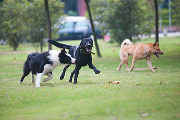 Image showing Dogs running