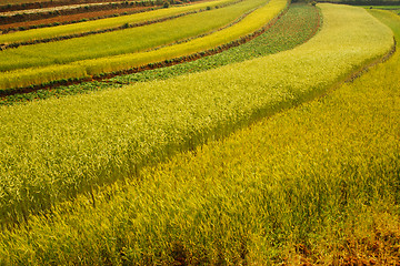 Image showing Wheat field