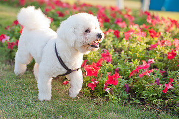 Image showing Poodle dog