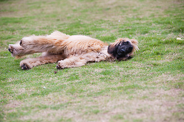 Image showing Afghan hound dog