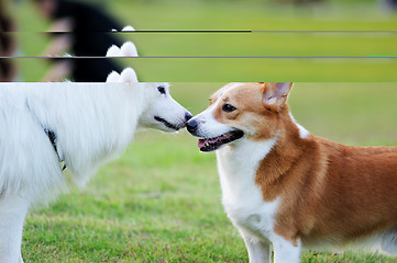 Image showing Two dogs