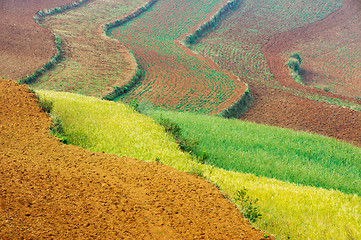 Image showing Wheat field