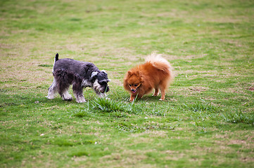 Image showing Miniature Schnauzer and Pomeranian dogs