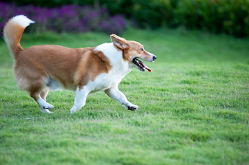 Image showing Welsh Corgi dog running