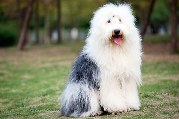 Image showing Old English sheepdog