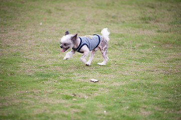 Image showing Chihuahua dog running