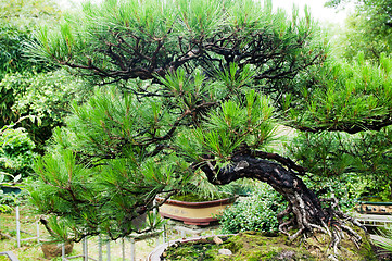 Image showing China bonsai