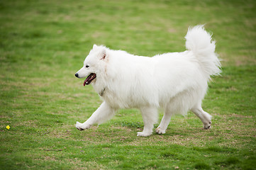 Image showing Samoyed dog running